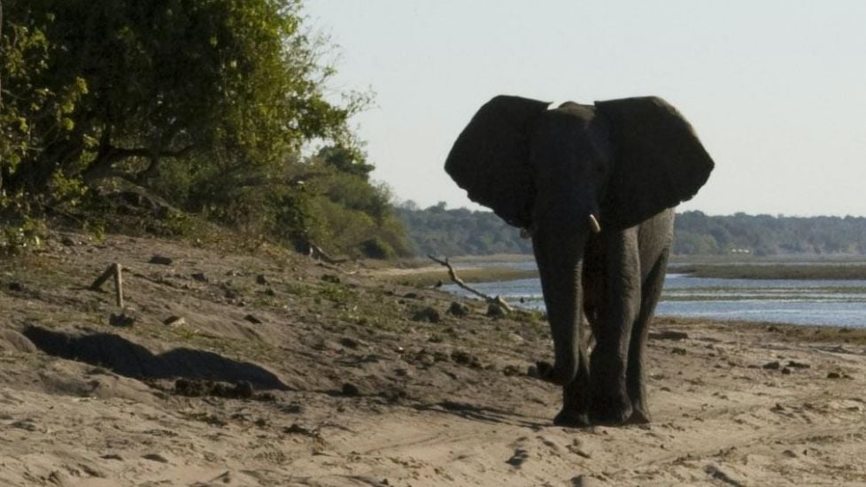 Deaths Of Hundreds Of Elephants May Have Been Cause By Toxic Algae