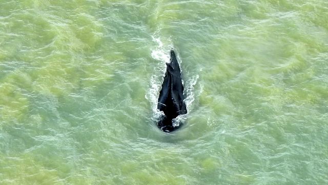 Whale Swims Free Of Crocodile-Filled Australian River