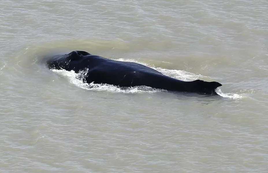 A humpback whale swims in the East Alligator River in the Kakadu National Park in Australia’s Northern Territory (Northern Territory Government via AP)