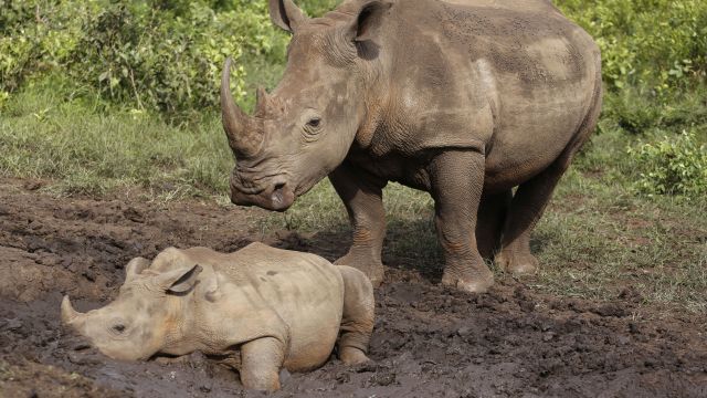Rhino Poaching In South Africa Halved During Coronavirus Lockdown