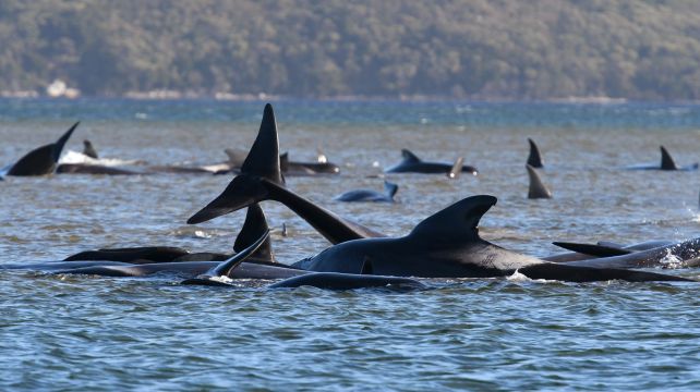 Australian Rescuers Save 25 Of 270 Stranded Whales