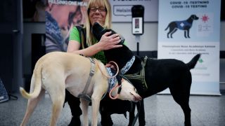Coronavirus Sniffer Dogs Get To Work At Helsinki Airport