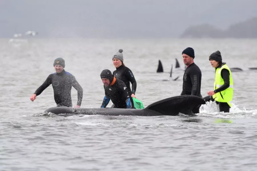 Members of a rescue crew stand with one of the stranded whales (Brodie Weeding/Pool Photo via AP)