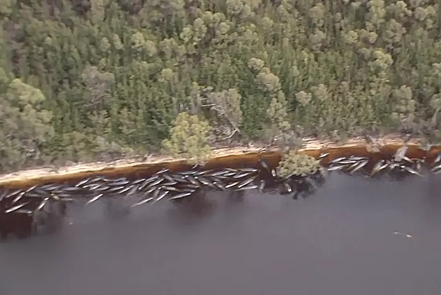 Stranded whales along the coastline near the remote west coast town of Strahan on the island state of Tasmania (Australian Broadcast Corporation via AP)