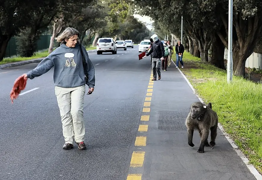 Jenni Trethowan protects Kataza from traffic (Nardus Engelbrecht/AP)