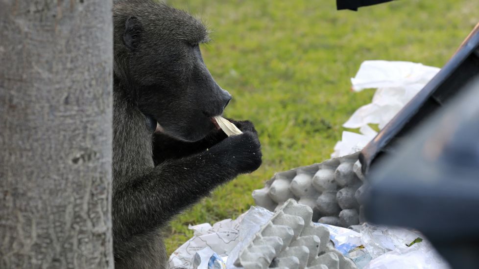 South African Baboon Evicted After Raiding Homes