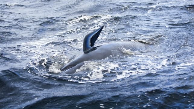 More Pilot Whales Rescued From Australia’s Worst Mass Beaching