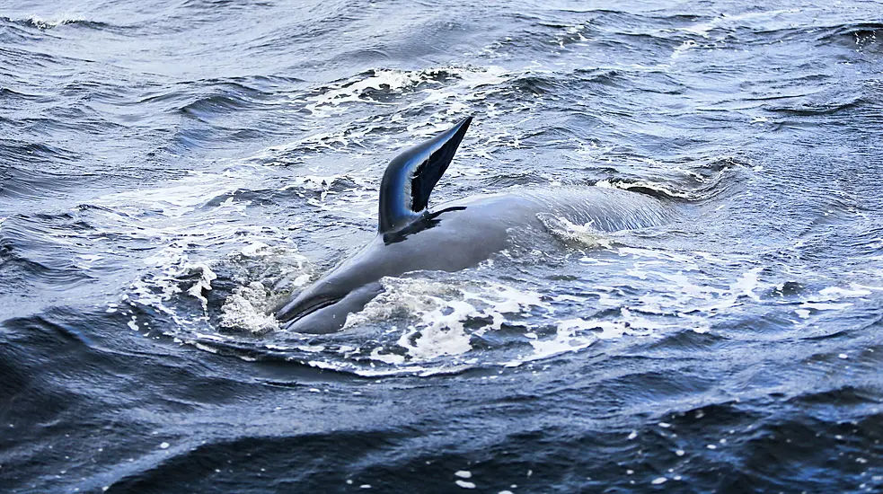 Pod Of 20 Whales Spotted In Waterford Estuary