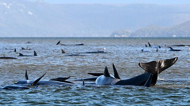 70 Whales Rescued From Australia’s Worst Mass Beaching