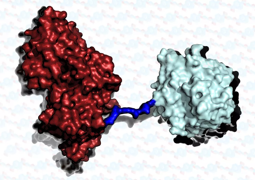 The super enzyme is two proteins joined together (Aaron McGeehan/Knott et al/PA)