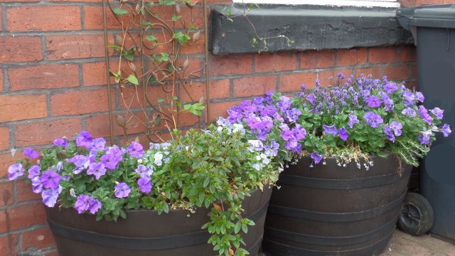 Adding Plants To Front Gardens Reduces Stress And Makes People Happier – Study