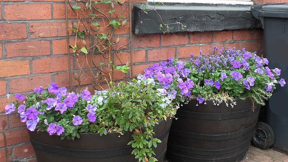 Adding Plants To Front Gardens Reduces Stress And Makes People Happier – Study