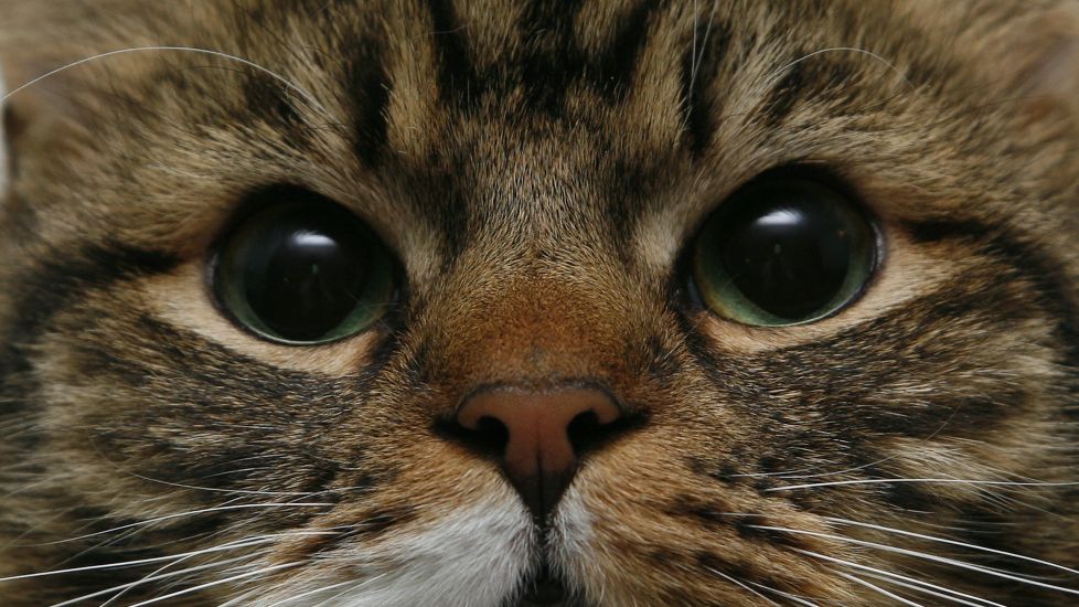 Narrowing Your Eyes Can Help Build A Bond With Your Cat, Study Suggests