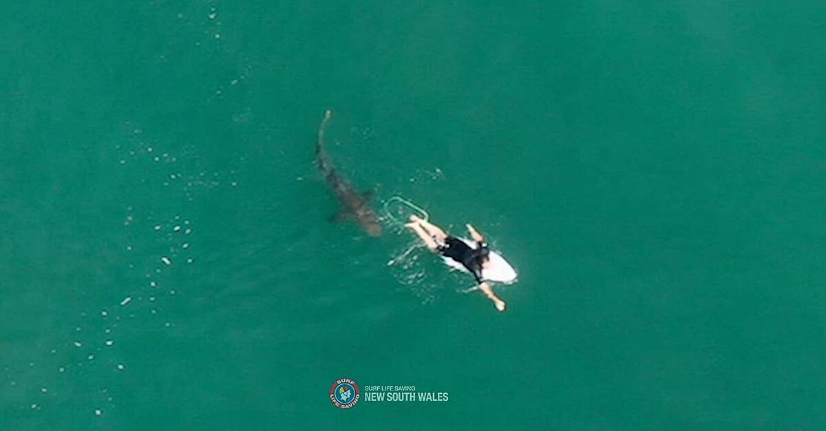 Drone video captures surfer’s close encounter with shark in Australia