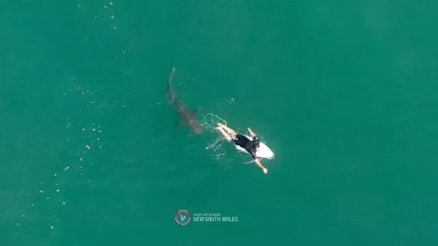 Drone Video Captures Surfer’s Close Encounter With Shark In Australia