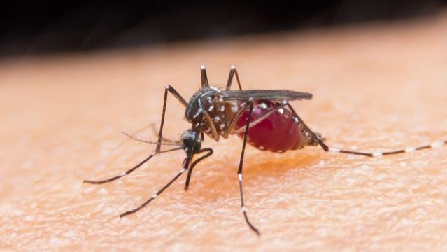 Scientists Figure Out What Makes Human Blood So Tasty To Mosquitoes