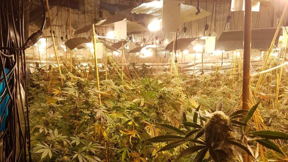 Million-Euro Cannabis Farm Discovered In Former Nightclub