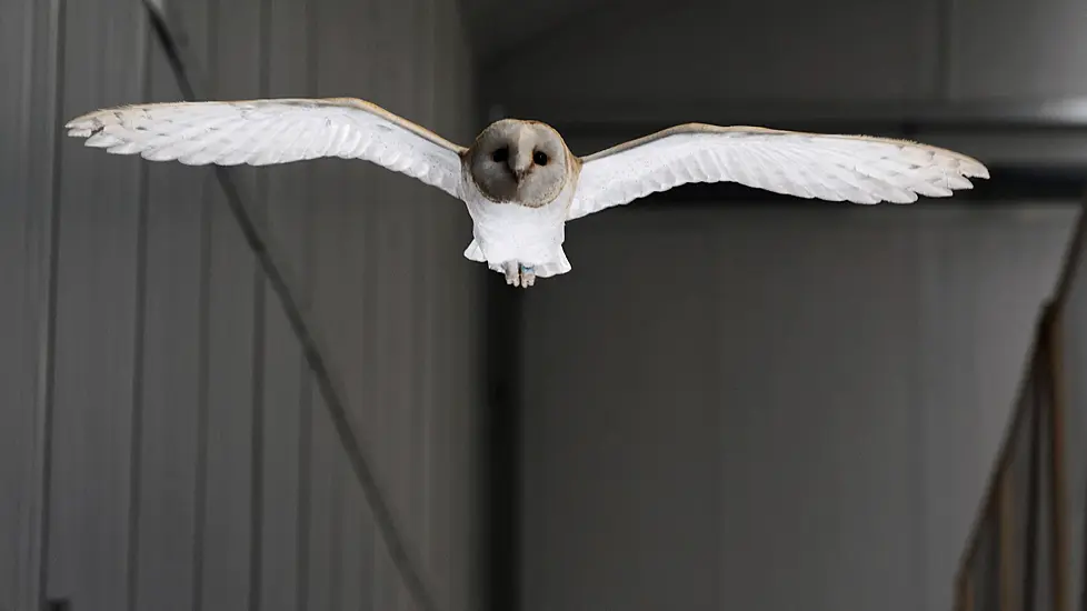 ‘Elegant’ Wings Are The Secret To How Birds Fly In Gusty Winds, Say Scientists