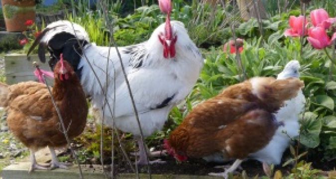 Poultry Sector On High Alert After Avian Flu Cases
