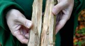 Ifa Appeal For 'Reasonable Solution' To Ash Dieback