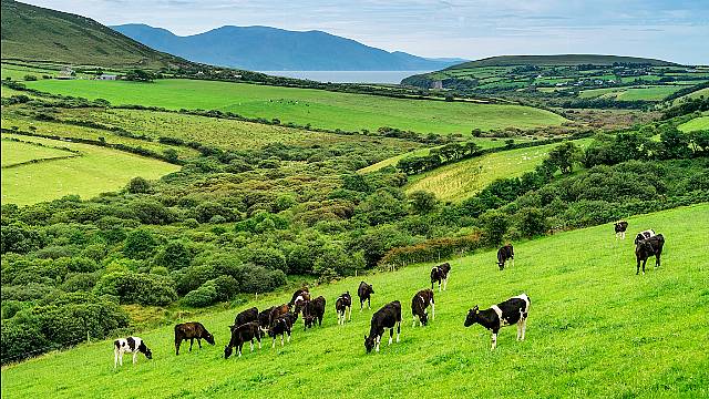 Farmers Should Assess Feed Needs As Supply Chain Disruption Is Expected, Says Minister