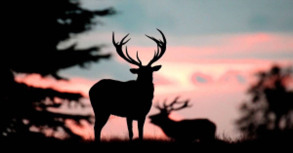 Silhouette of a deer against a sunset background, the deer holds