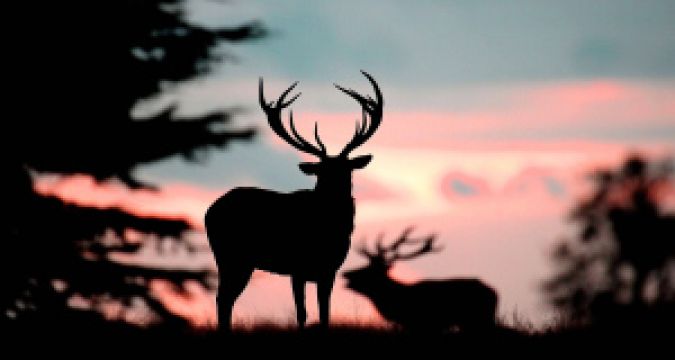 Stag At Centre Of Attack On Woman In Co Kerry Lost Fear Of Humans, Locals Believe