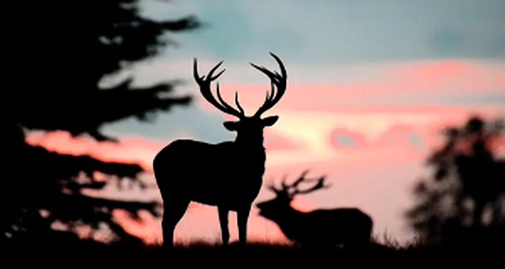 Stag At Centre Of Attack On Woman In Co Kerry Lost Fear Of Humans, Locals Believe