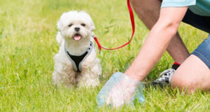 Warning Messages Will Be Played At Dublin Dog Poo Black Spots
