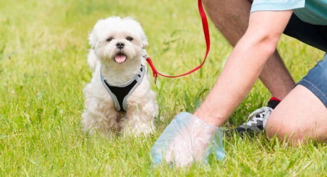 Just One Fine Issued For Dog Excrement In Dublin This Year