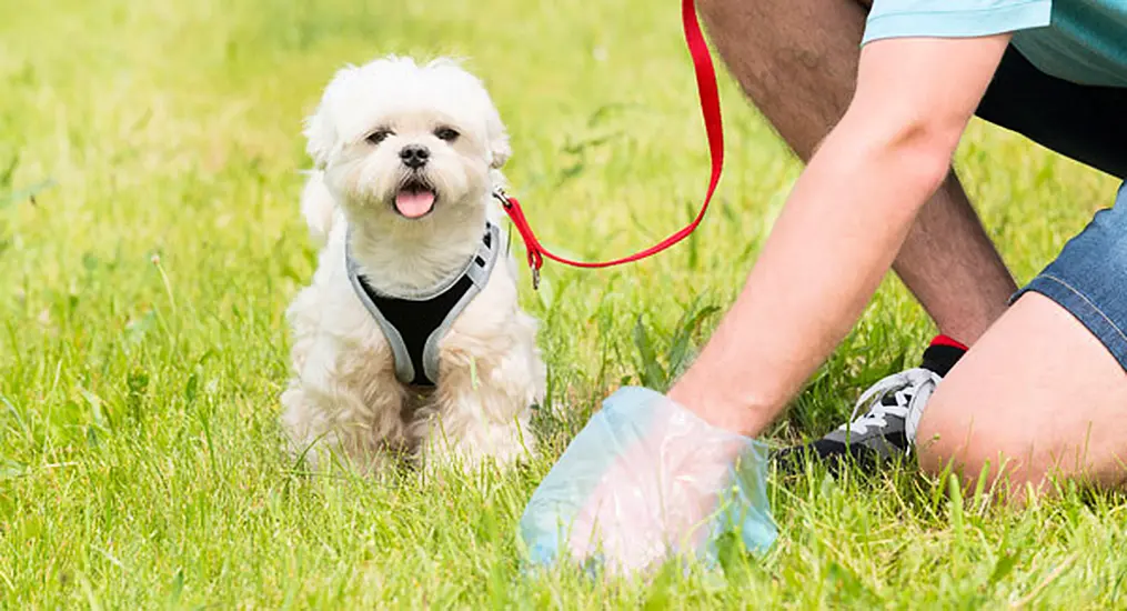 Just One Fine Issued For Dog Excrement In Dublin This Year