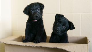 Dogs Trust Appeal For Foster Homes As 54 Puppies Surrendered In 3 Weeks