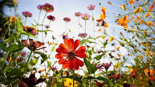 Keelings Open New €20M Flower Facility In Dublin