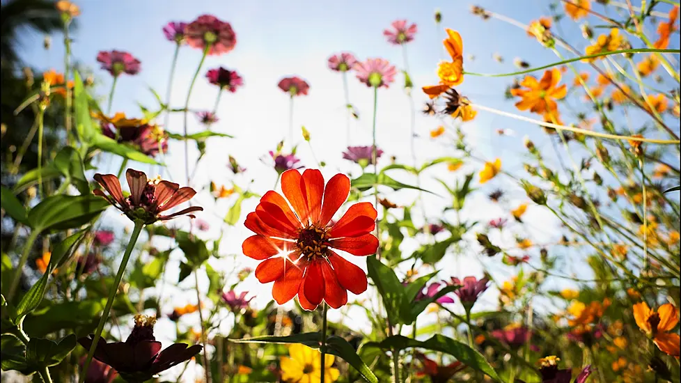 Keelings Open New €20M Flower Facility In Dublin