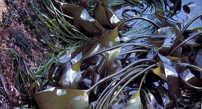 Bantry Bay Seaweed Harvesting Challenge Sent Back To High Court