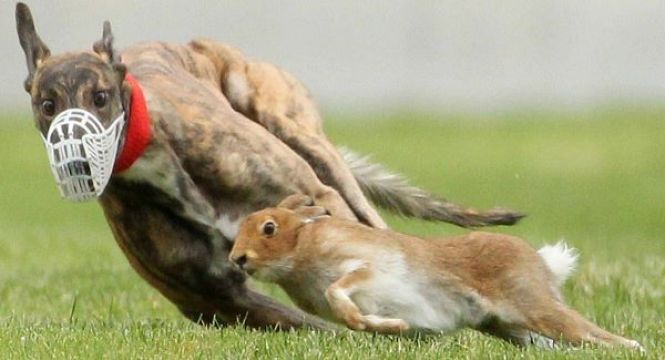 Irish Coursing Club Takes Court Action To Hold Events During Lockdown
