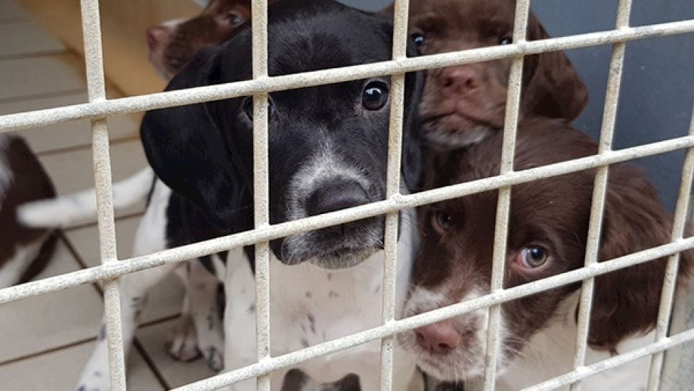 Animal Charity In Danger Of Closing After Almost 160 Years Due To Lack Of Volunteers