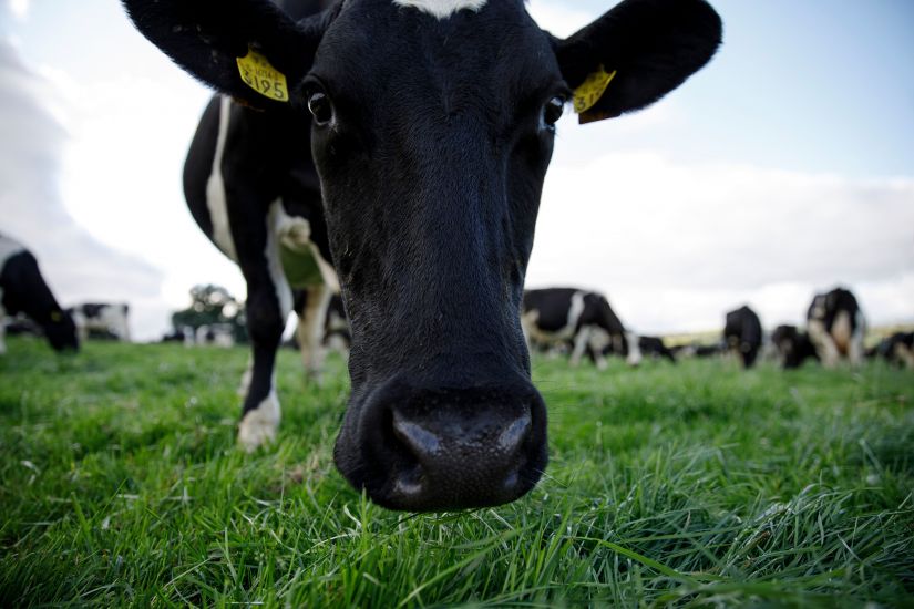 Government Announce €100M Brexit Support Package For Agri-Food Sector