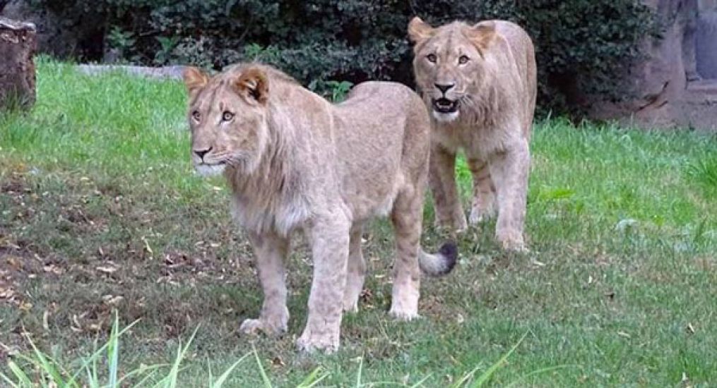 Four Lions At Spanish Zoo Test Positive For Covid-19