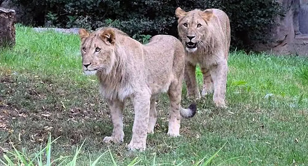 Four Lions At Spanish Zoo Test Positive For Covid-19