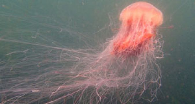 Dublin Council Warns Swimmers Over Presence Of Dangerous Jellyfish