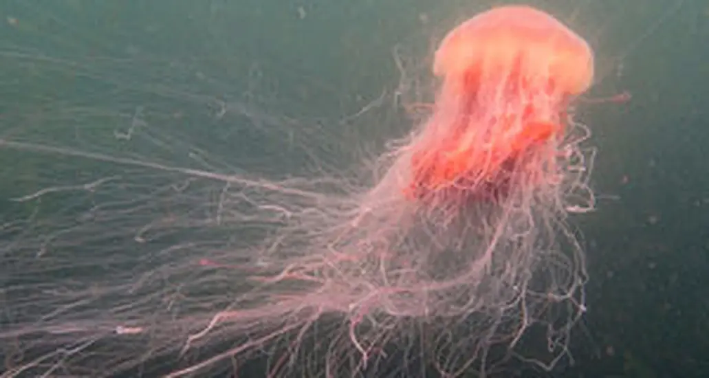 Dublin Council Warns Swimmers Over Presence Of Dangerous Jellyfish