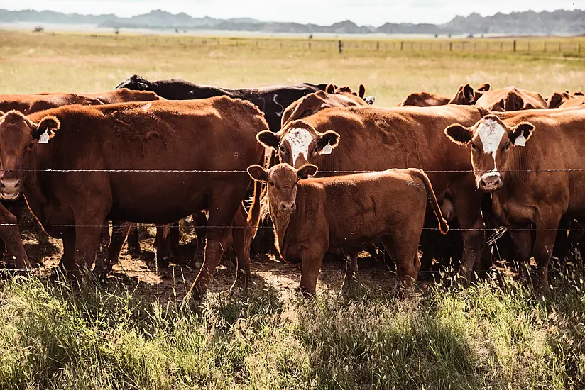 Court Hears Farmer Made False Statement About Missing Cattle That Were In Neighbour's Shed