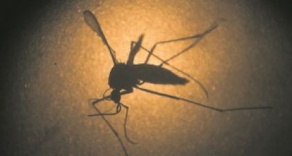 Bolivian Hospitals Struggling As Dengue Kills Dozens