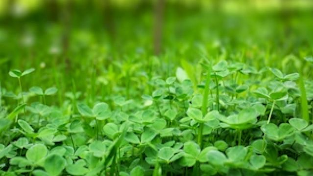Shamrock Grower Fears The Tradition Is Slowly Dying Out
