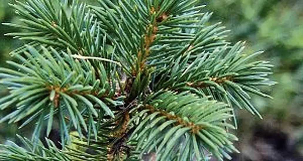 Leitrim Group Challenges Licence To Plant Sitka Spruce It Calls 'Alien Species'