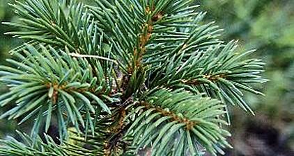 Leitrim Group Challenges Licence To Plant Sitka Spruce It Calls &#039;Alien Species&#039;