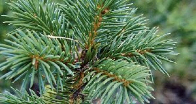 Leitrim Group Challenges Licence To Plant Sitka Spruce It Calls 'Alien Species'