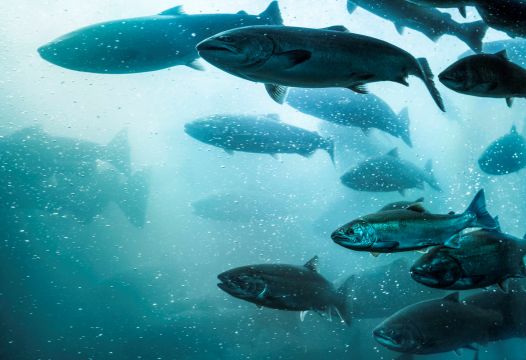 Judge Overturns Permission For Plan To Clear Farmed Salmon Of Disease