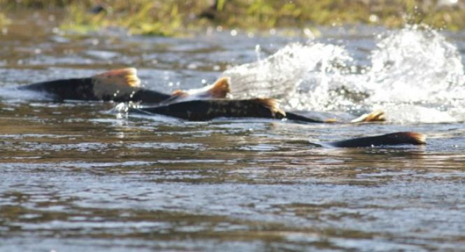 Fears Donegal Bogslide Will Impact Key Salmon Population